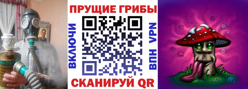 kraken tor  Слюдянка  Псилоцибиновые грибы Cubensis 